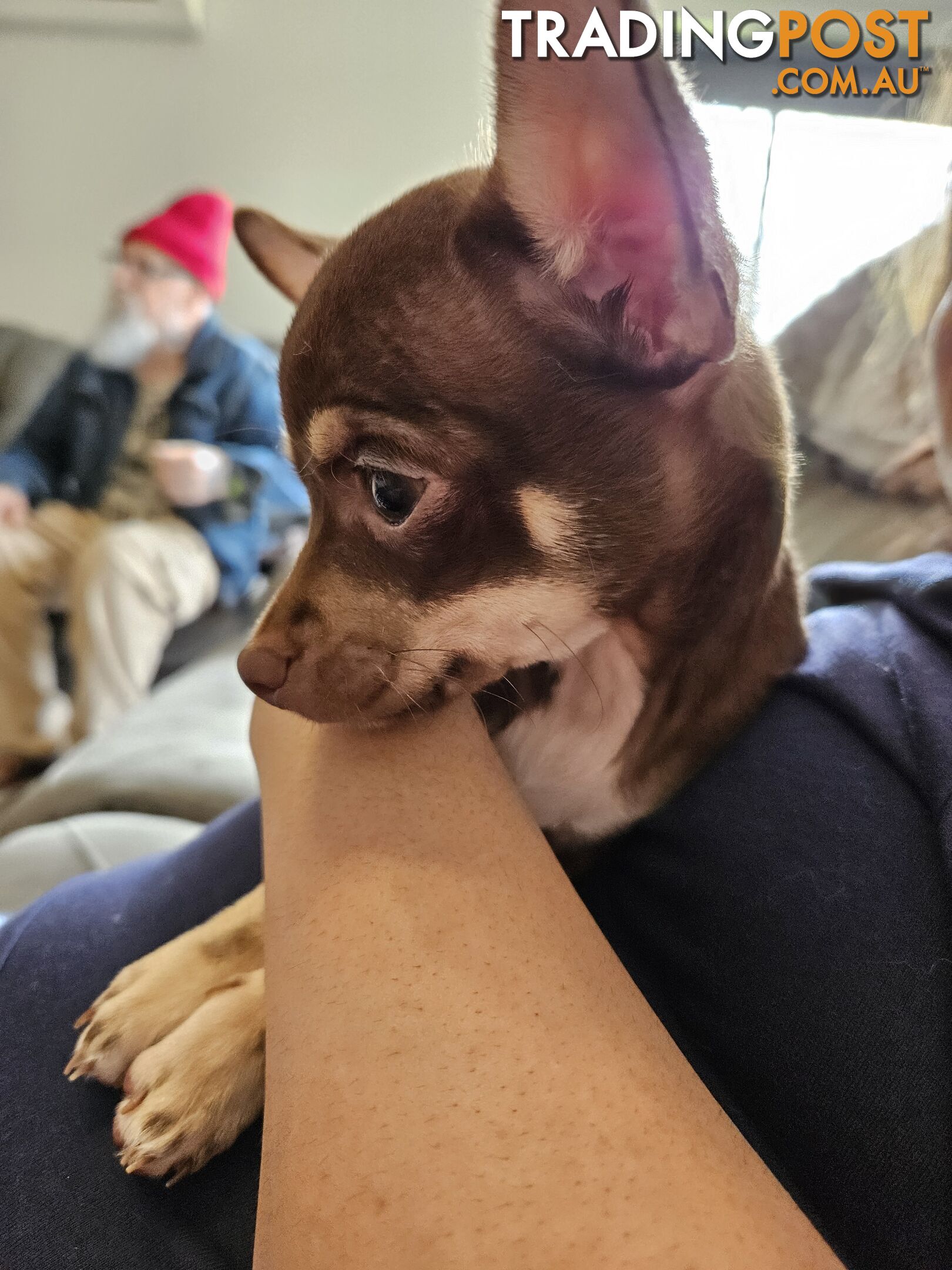 Chihuahua puppies for sale