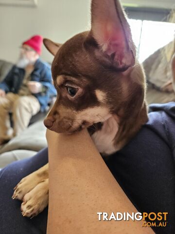 Chihuahua puppies for sale