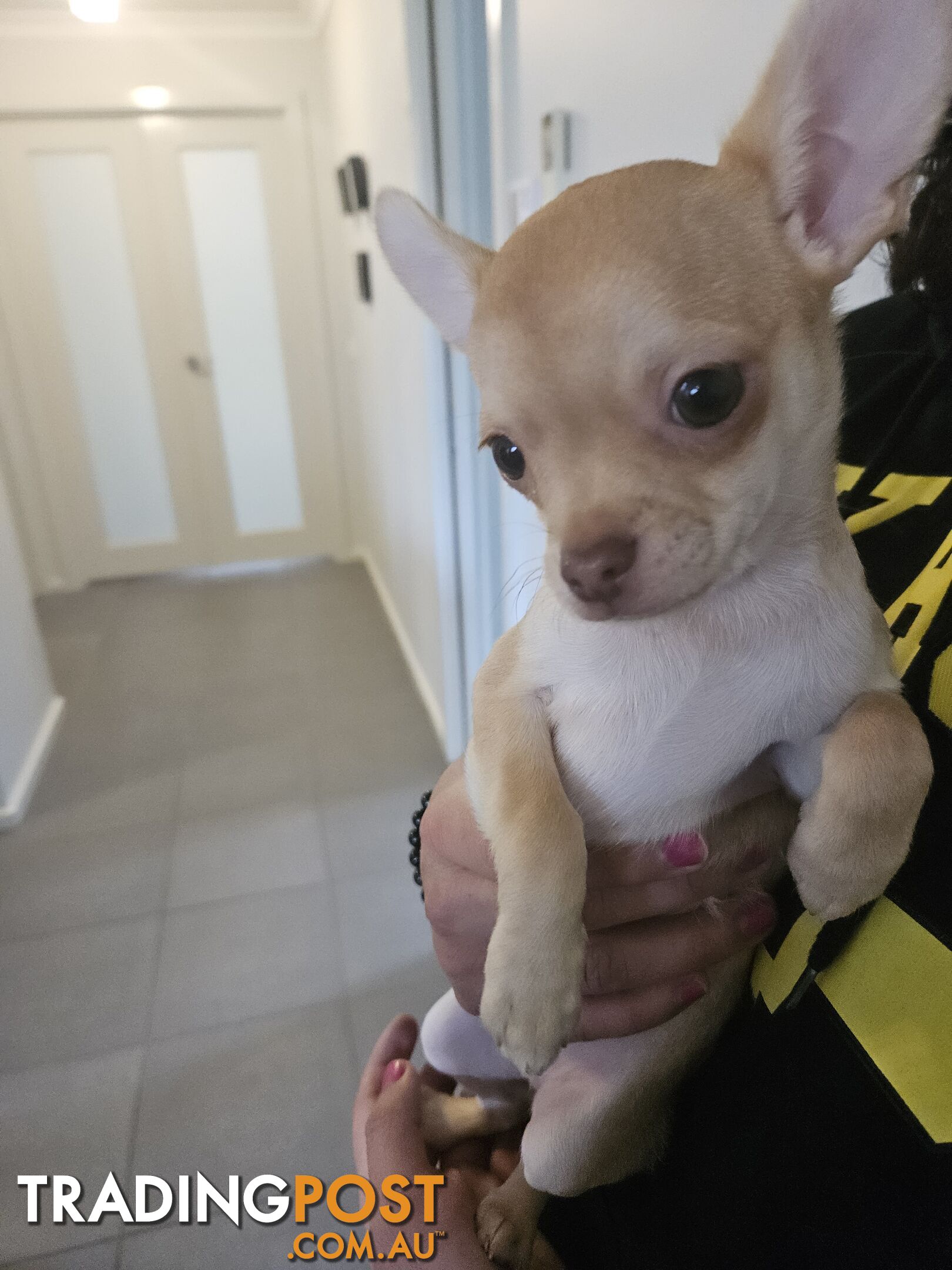 Chihuahua puppies for sale