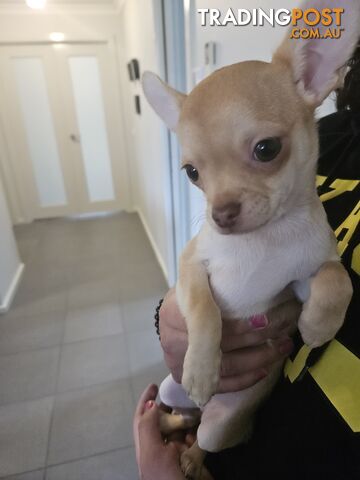 Chihuahua puppies for sale