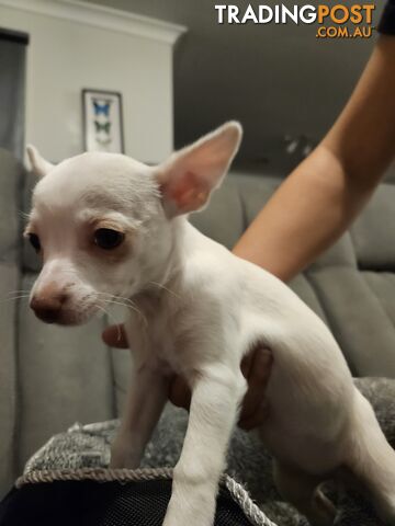 Chihuahua puppies for sale