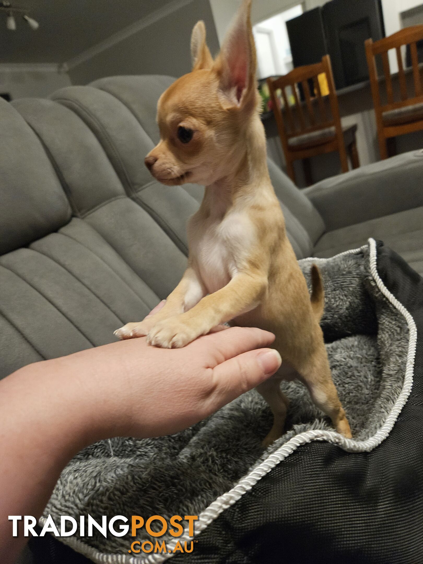 Chihuahua puppies for sale