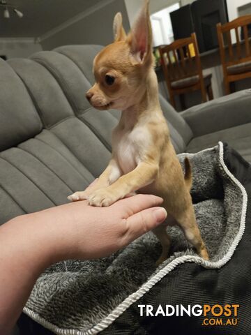 Chihuahua puppies for sale