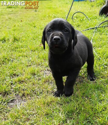 Labrador puppies (Pure)