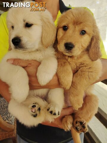 Golden retriever puppies looking for new home