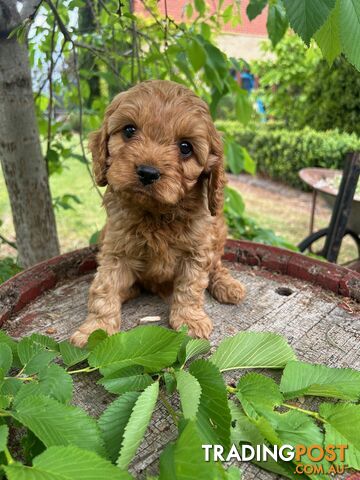 *** Toy Cavoodle Puppies - DNA Clear 1st Gen ***