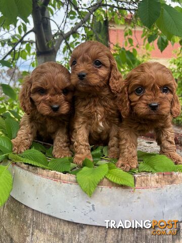 *** Toy Cavoodle Puppies - DNA Clear 1st Gen ***