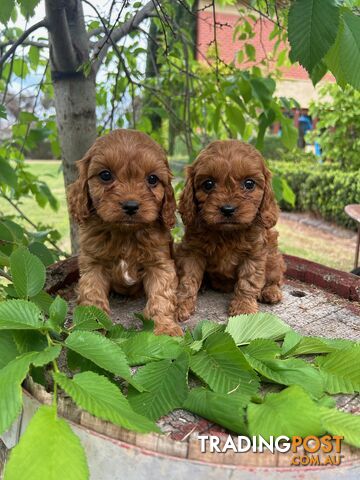 *** Toy Cavoodle Puppies - DNA Clear 1st Gen ***