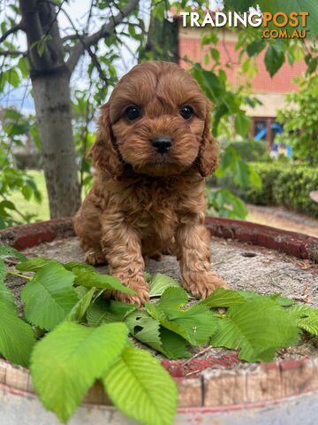 *** Toy Cavoodle Puppies - DNA Clear 1st Gen ***