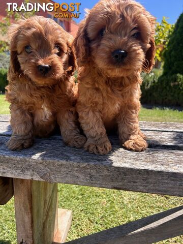 ***  TOY Cavoodle Puppies 1st Gen DNA Clear ***