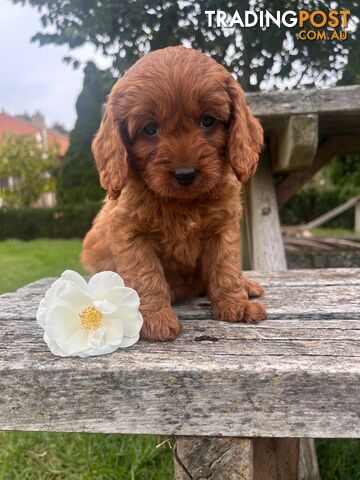 ***  TOY Cavoodle Puppies 1st Gen DNA Clear ***