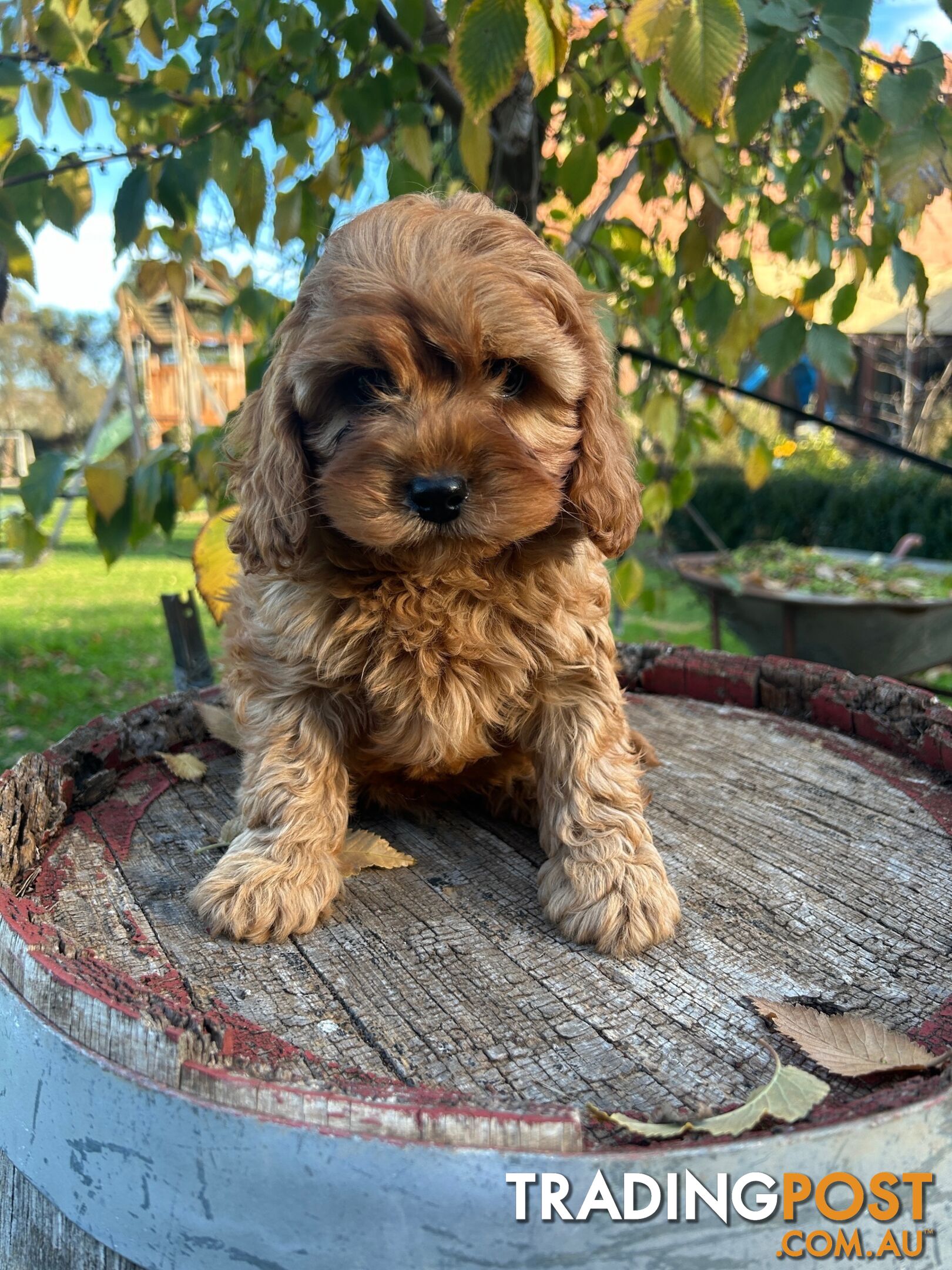 ***  TOY Cavoodle Puppies 1st Gen DNA Clear ***