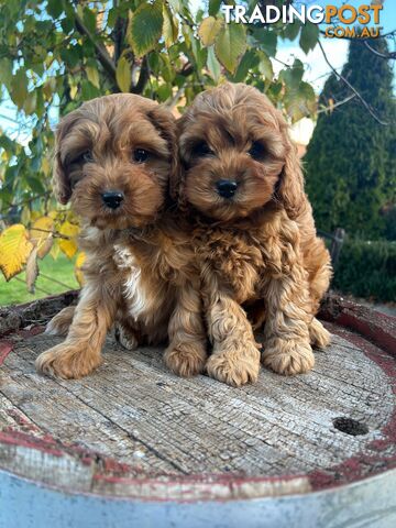 ***  TOY Cavoodle Puppies 1st Gen DNA Clear ***