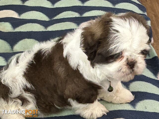 Trading post sales shih tzu