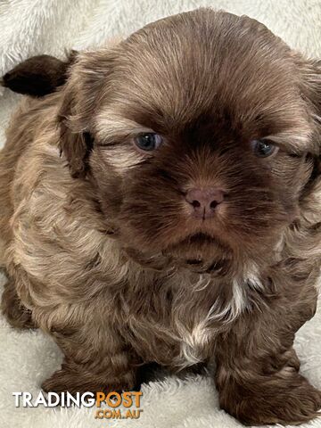 Purebred liver  Shihtzu female