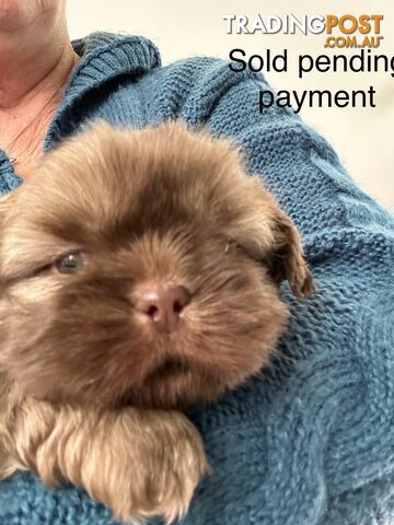 Purebred liver  Shihtzu female Sold