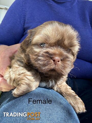 Purebred Shihtzu puppies