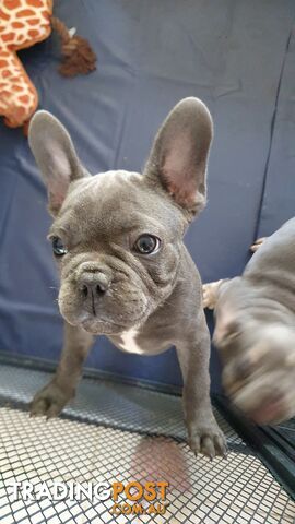 FRENCH BULLDOG PUPPIES