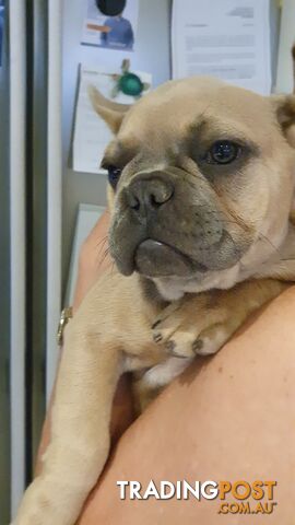 FRENCH BULLDOG PUPPIES