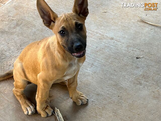 Blue Healer / Kelpie puppies