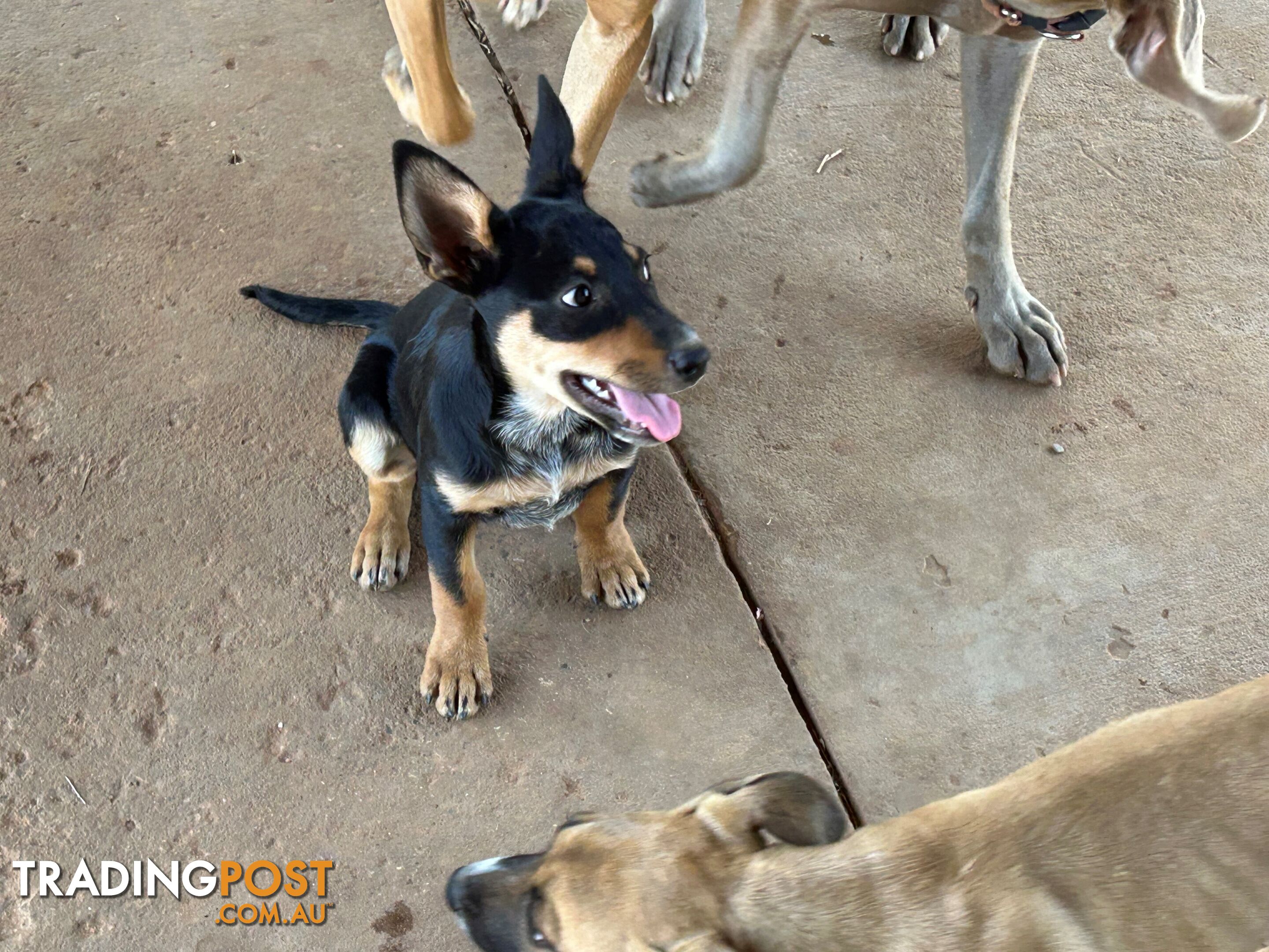 Blue Healer / Kelpie puppies