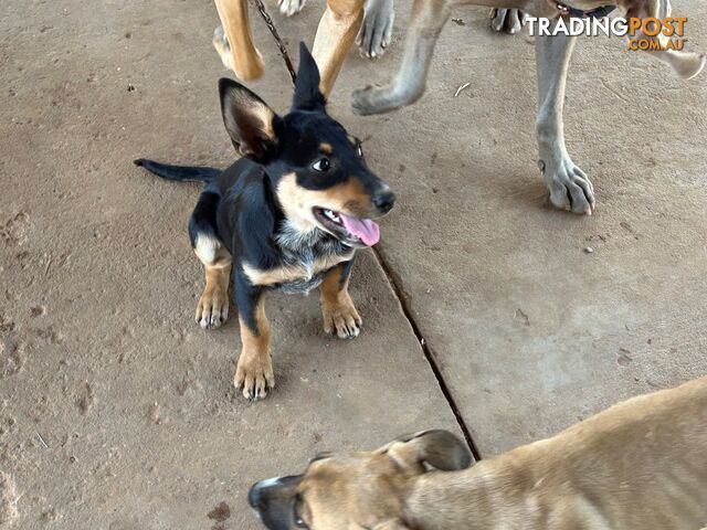 Blue Healer / Kelpie puppies