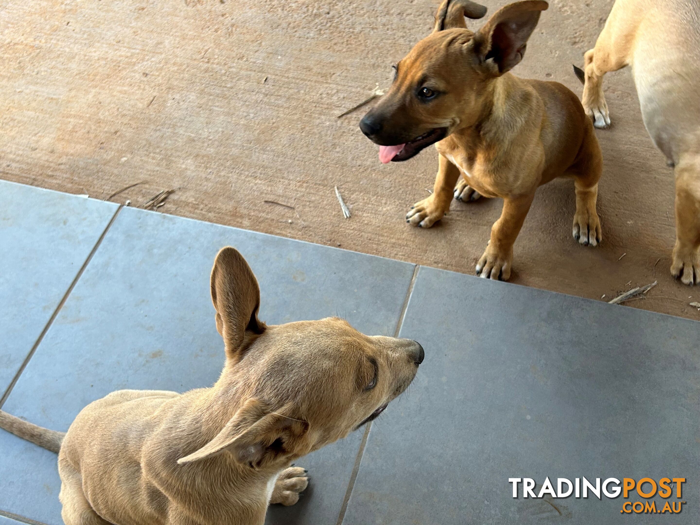 Blue Healer / Kelpie puppies