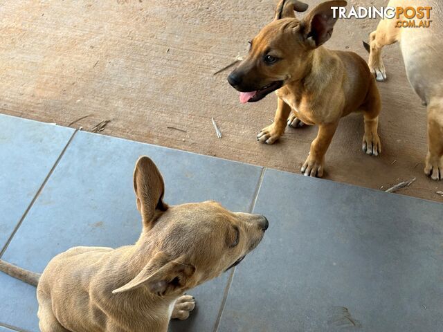 Blue Healer / Kelpie puppies