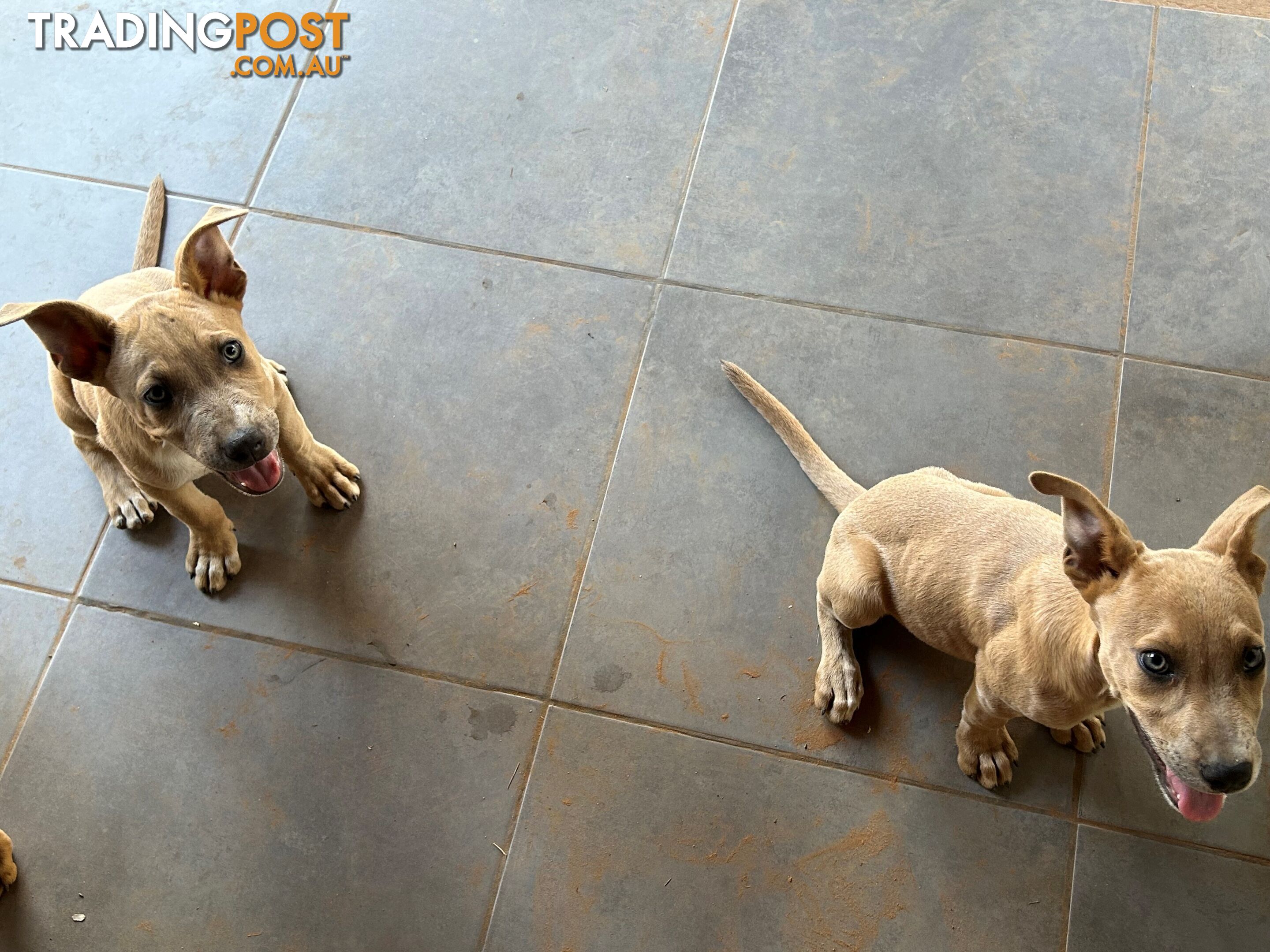 Blue Healer / Kelpie puppies