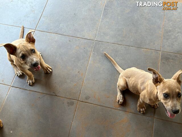 Blue Healer / Kelpie puppies