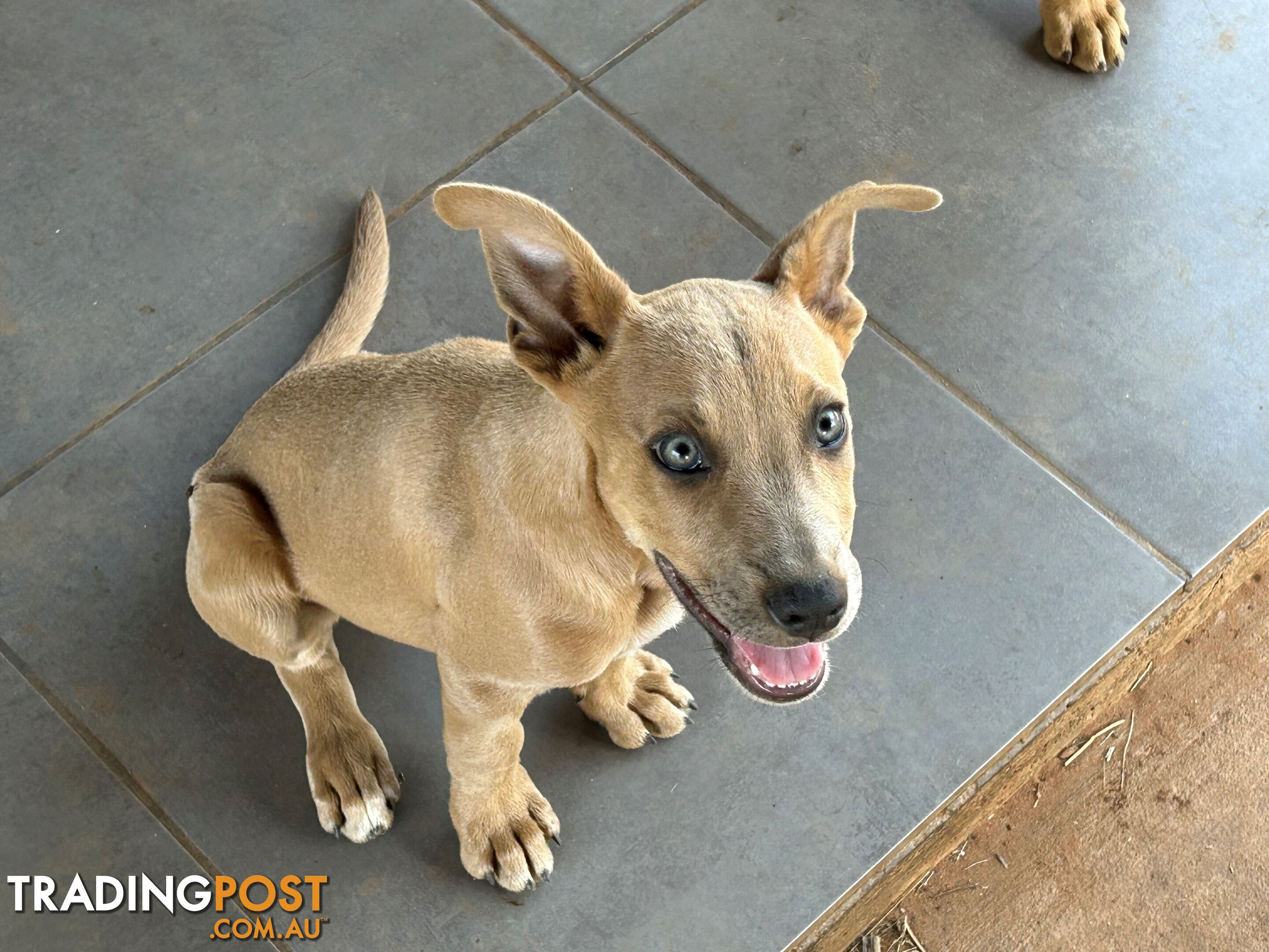 Blue Healer / Kelpie puppies