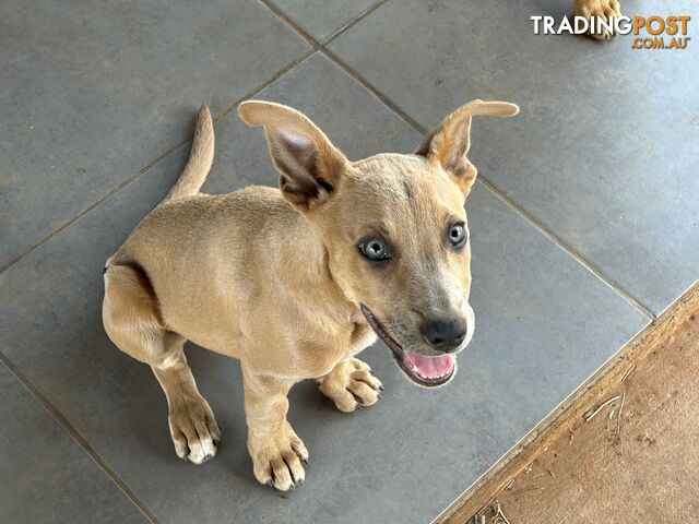 Blue Healer / Kelpie puppies