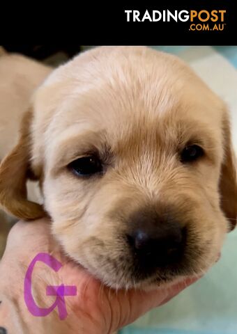 GOLDADOR 8 weeks - one girl left!  (golden x lab)