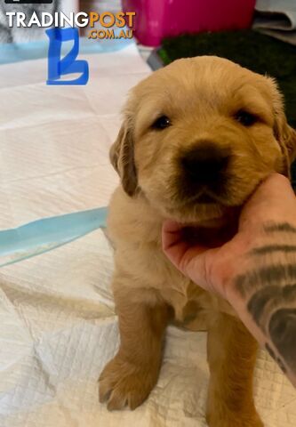 GOLDADORS - need forever home (golden x lab)