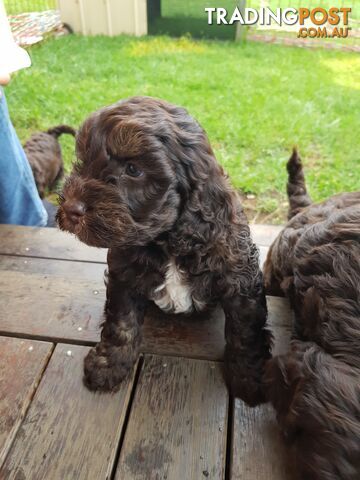 Gorgeous Sproodle Pups