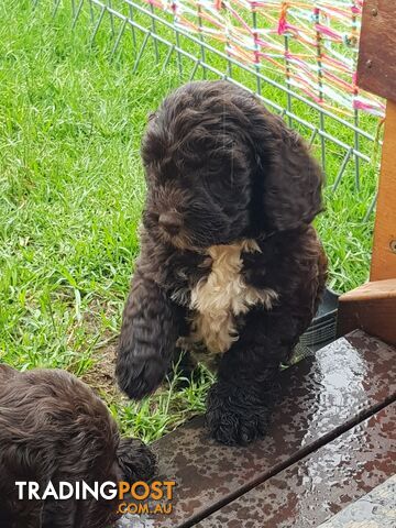 Gorgeous Sproodle Pups