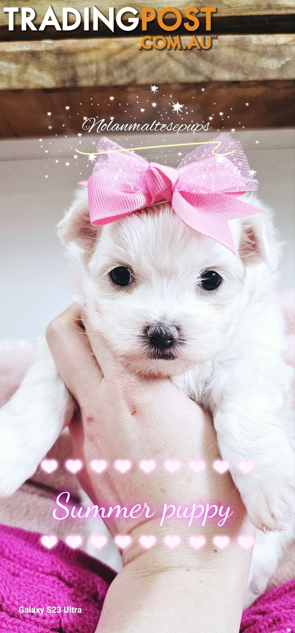 Purebreed toy Maltese puppy 3xfemale