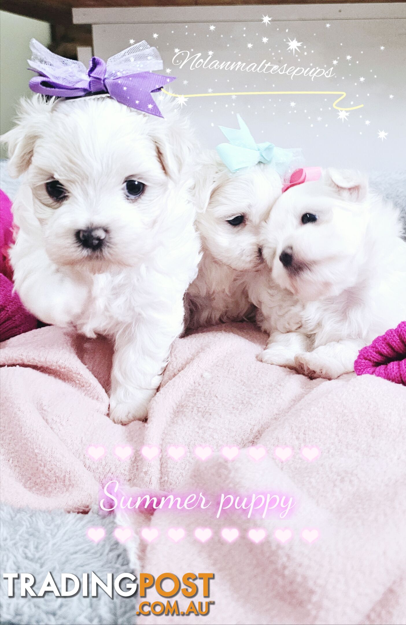 Purebreed toy Maltese puppy 3xfemale