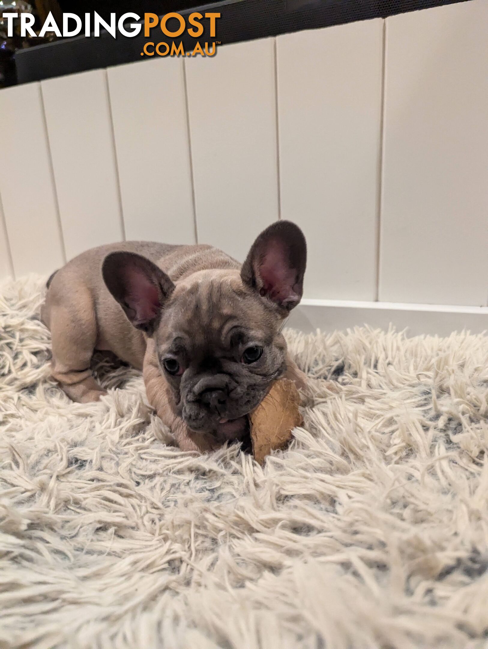 French Bulldog Purebred Puppies With Papers