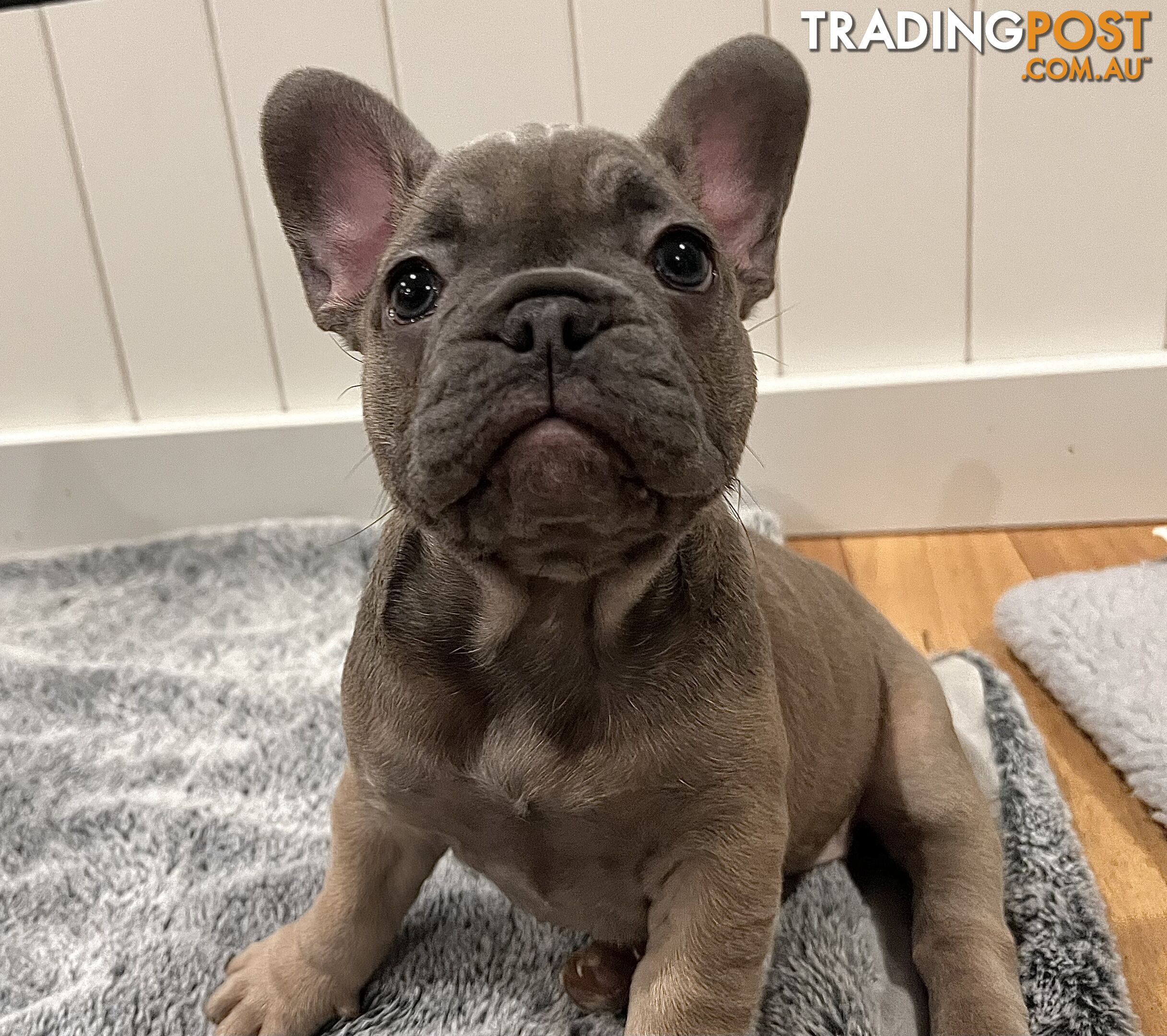 French Bulldog Purebred Puppies With Papers