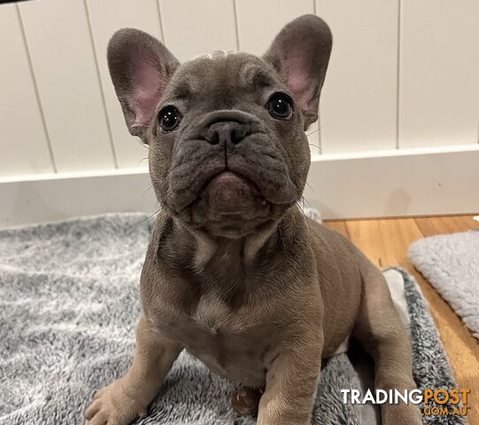 French Bulldog Purebred Puppies With Papers