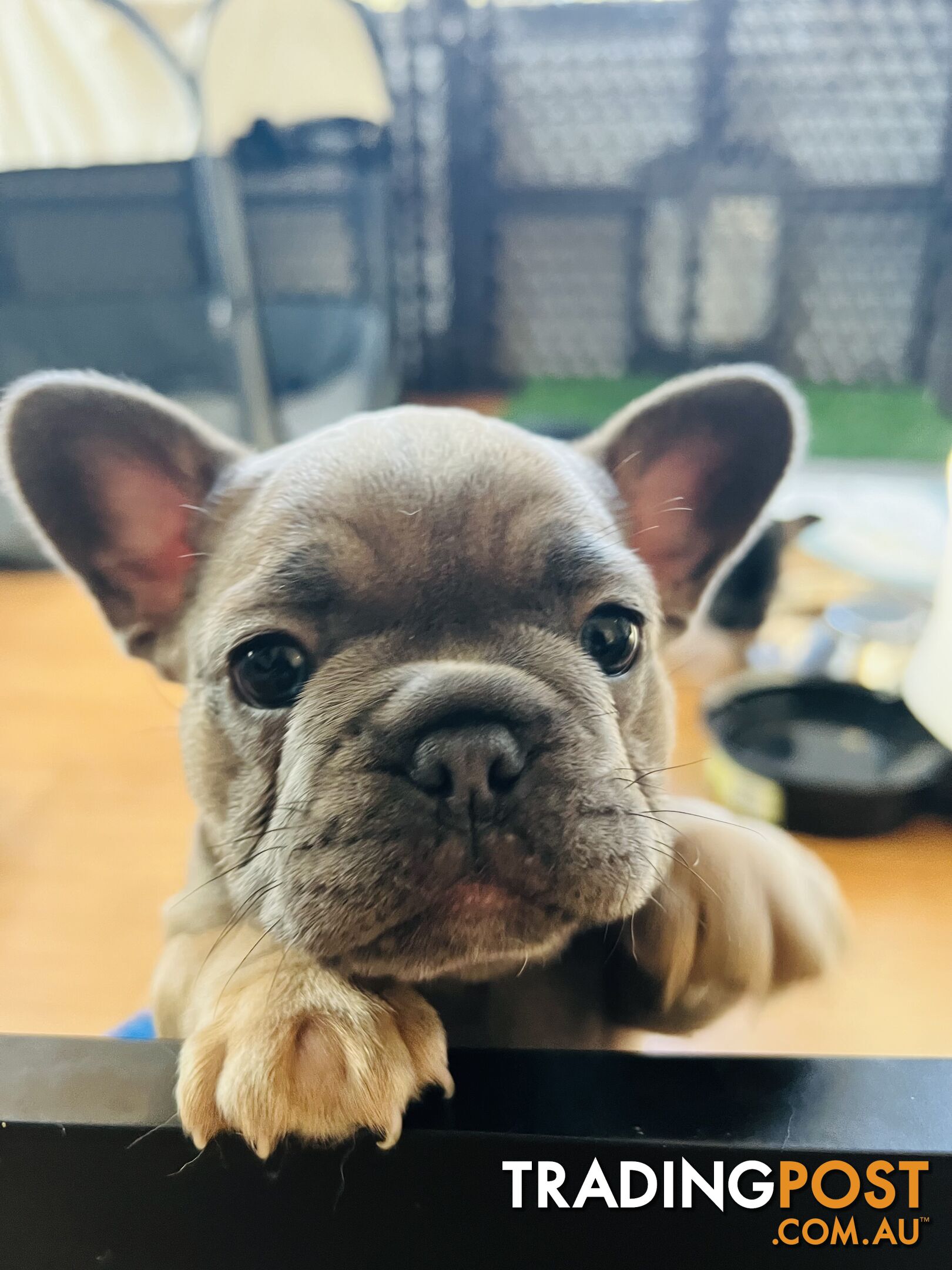 French Bulldog Purebred Puppies With Papers