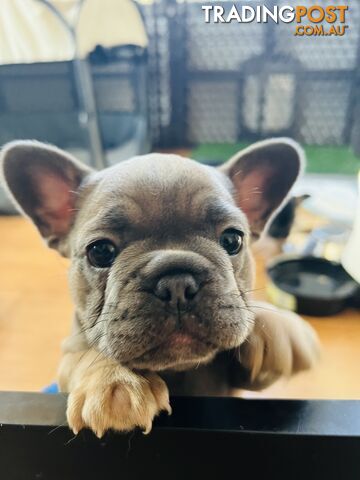 French Bulldog Purebred Puppies With Papers