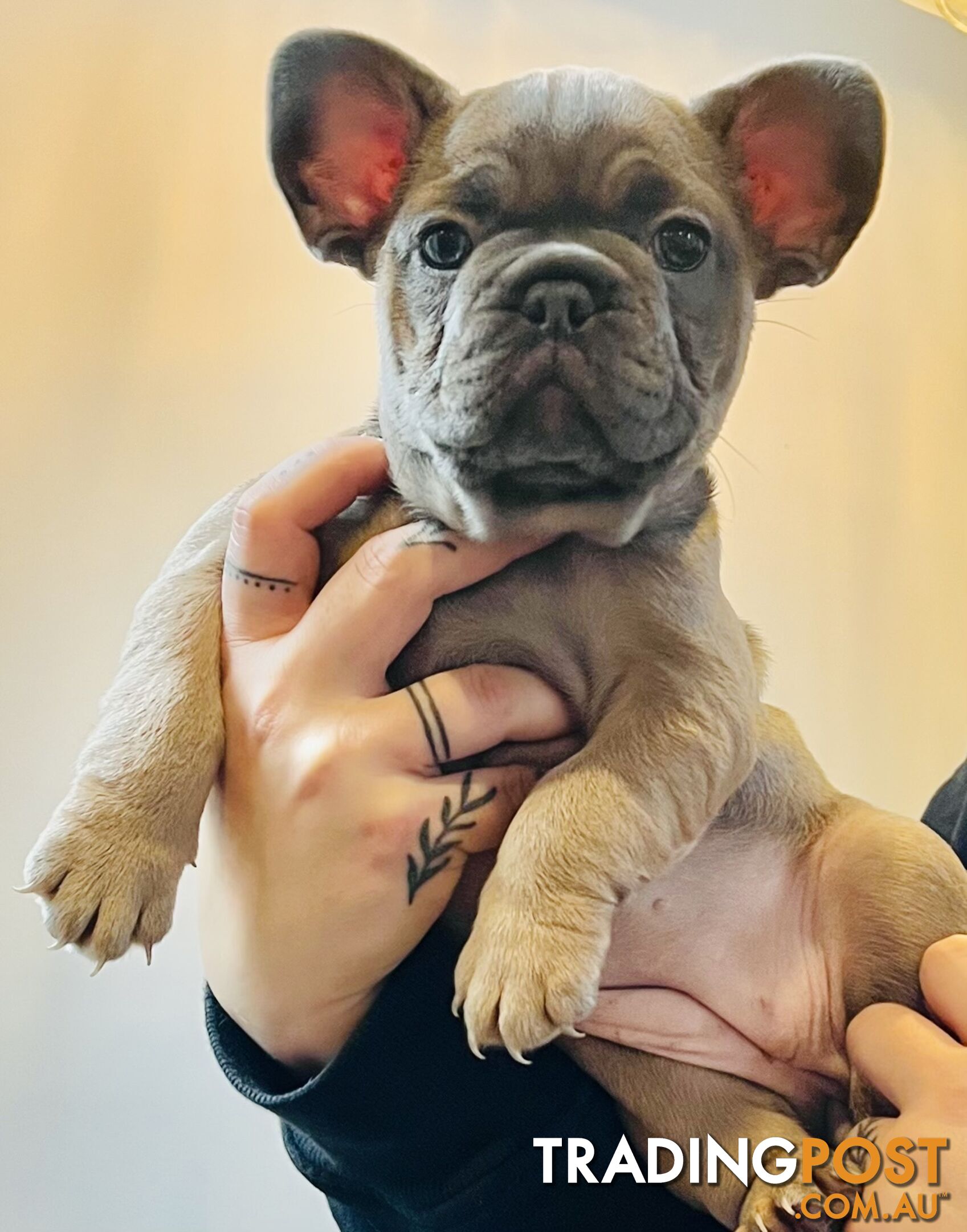 French Bulldog Purebred Puppies With Papers