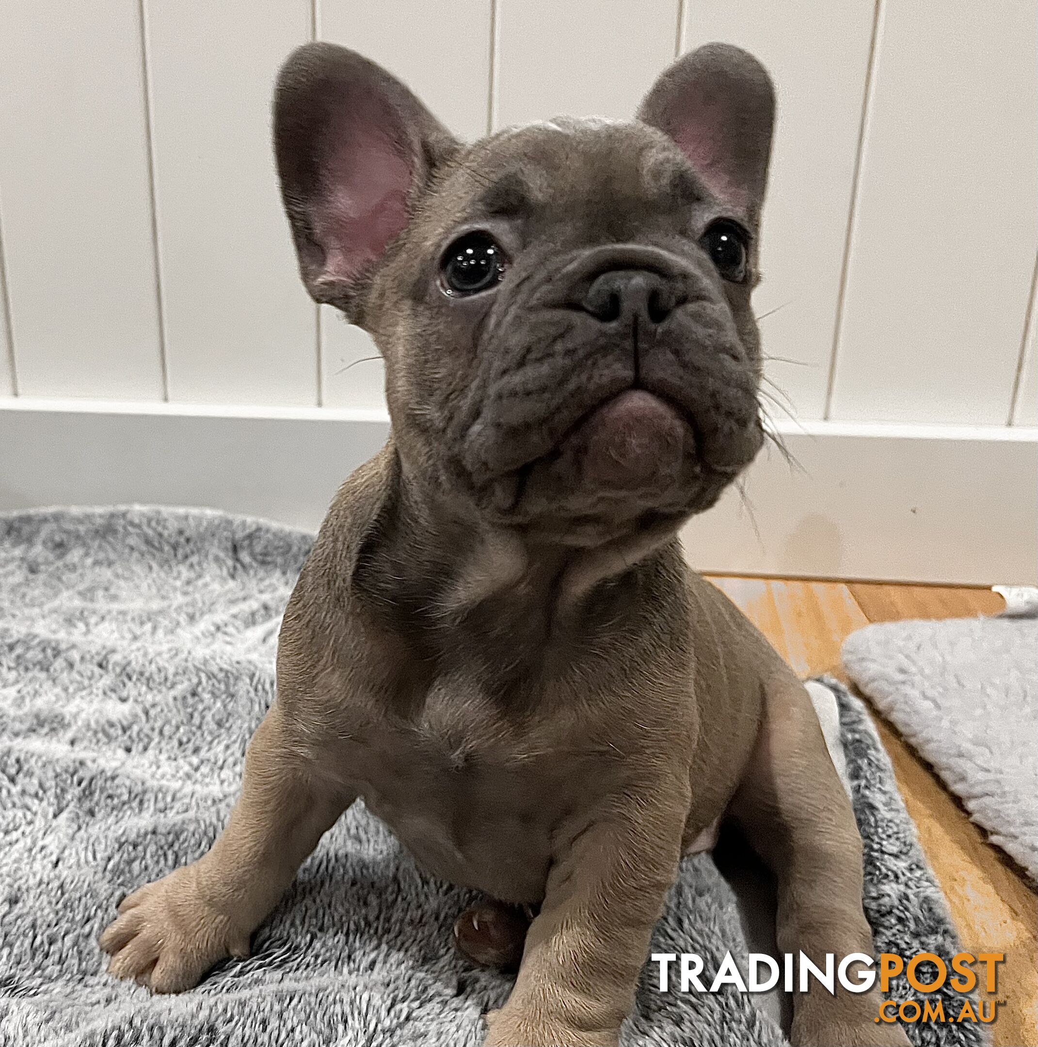 French Bulldog Purebred Puppies With Papers