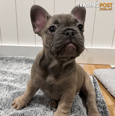 French Bulldog Purebred Puppies With Papers