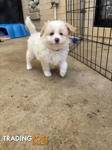 Poodle X Pomeranian Puppies