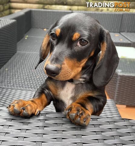 Male mini  Black & Tan Dachshund