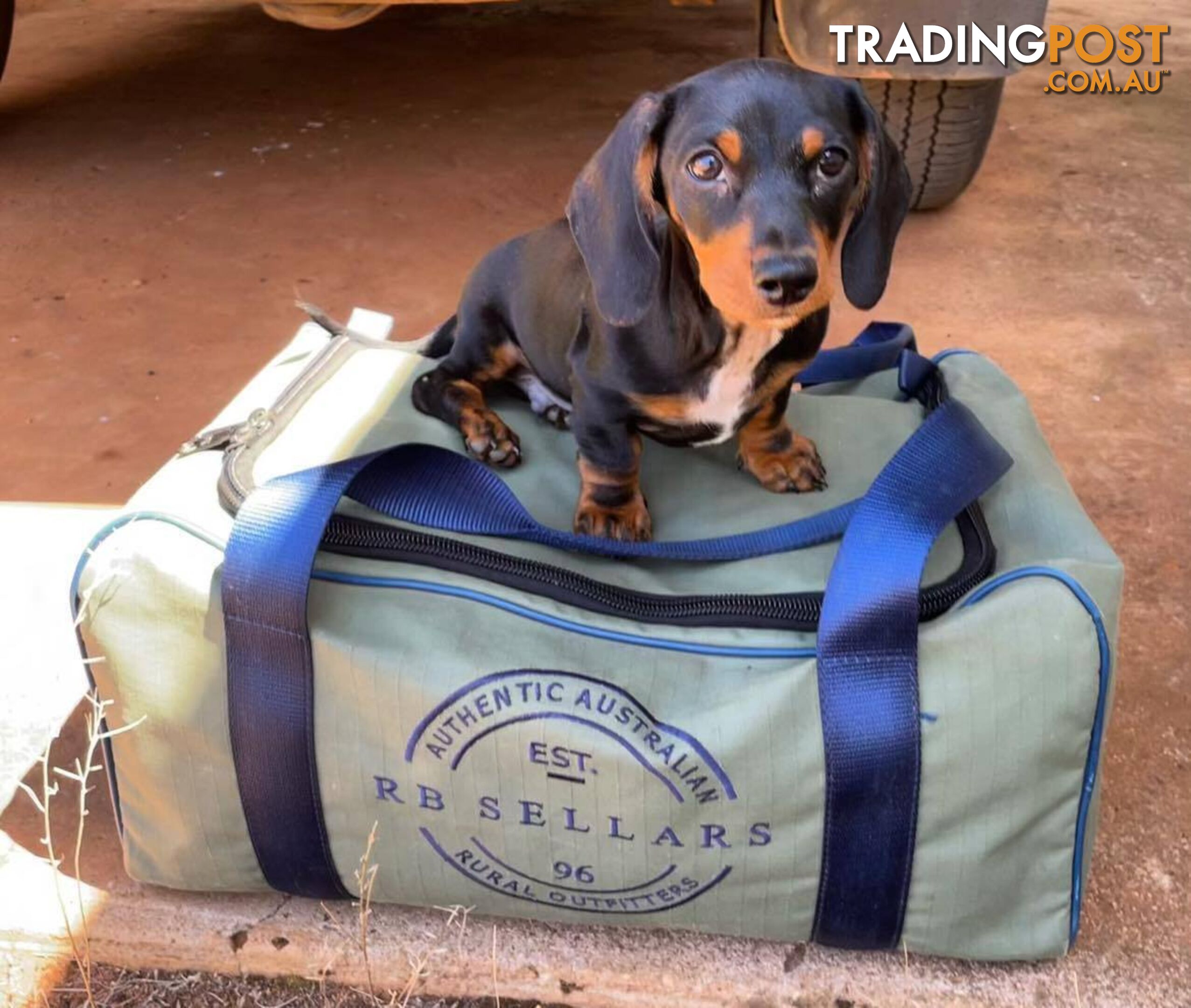 Male mini  Black & Tan Dachshund