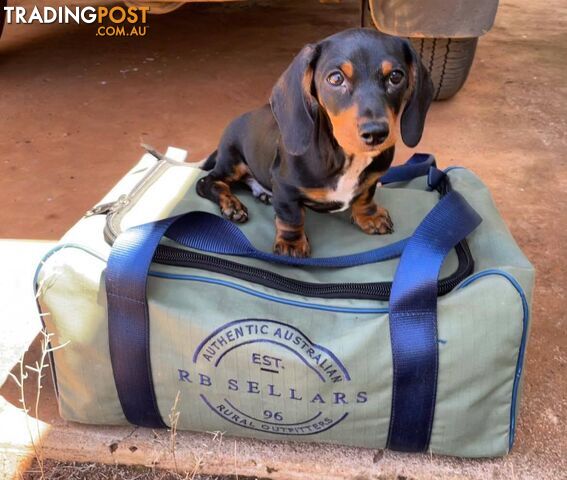 Male mini  Black & Tan Dachshund